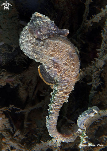 A Hippocampus hippocampus | Ippocampo camuso