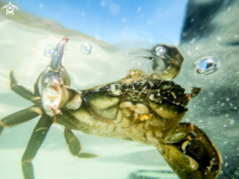 A Shore crab