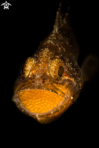 A Black Cardinalfish