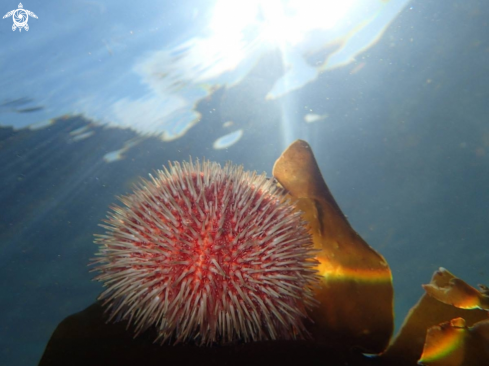 A Sea urchin