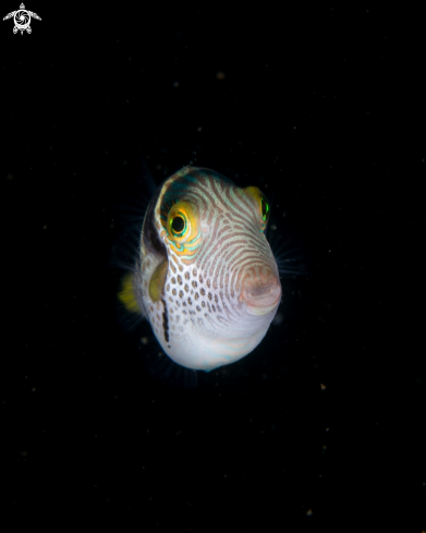 A Canthigaster valentini | Black saddled toby