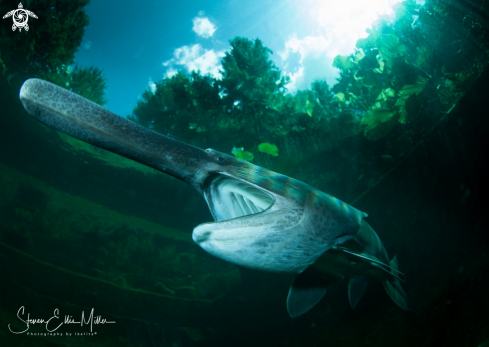 A American Paddlefish