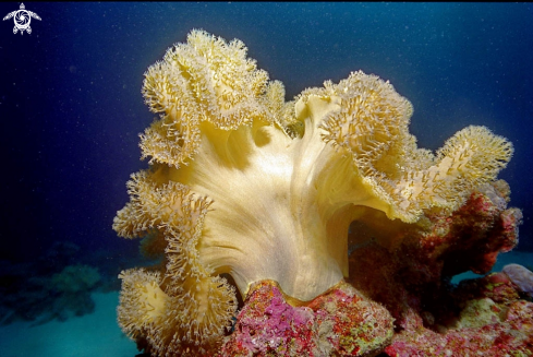 A  Leather Coral