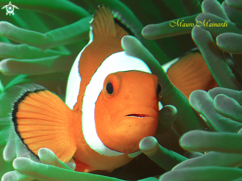 A Clownfish