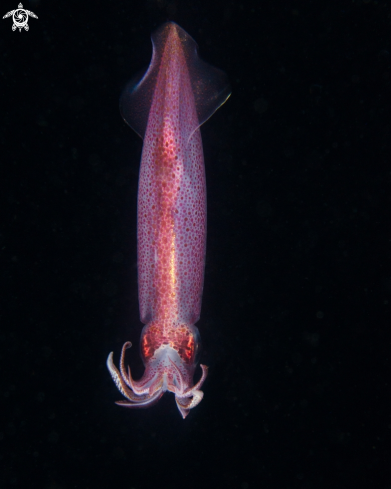 A Caribbean Reef Squid