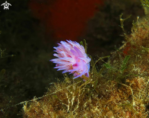 A Flabellina