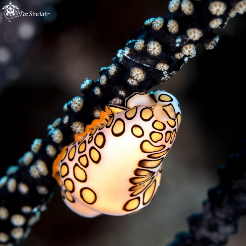 A Flamingo Tongue snail