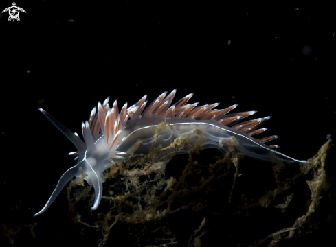 A Flabellina Lineata