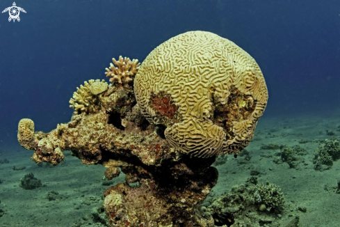 A brain stony coral
