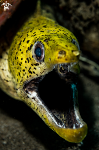 A Fimbriated moray eel