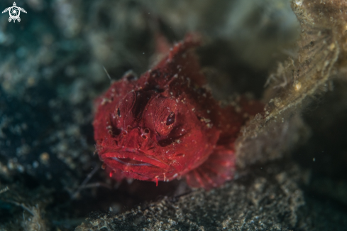 A Parascorpaena picta | Scorpionfish