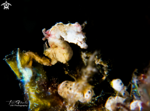 A H. Pontohi | Pygmy Seahorse