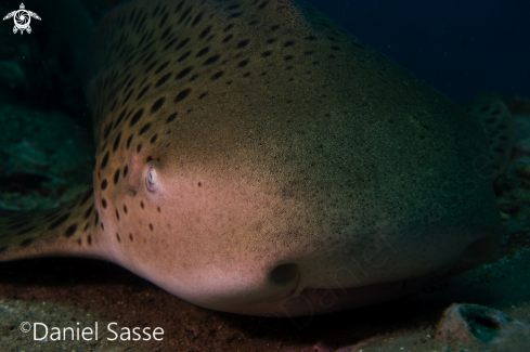 A Stegostoma fasciatum | Zebra Shark