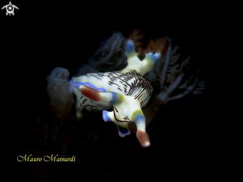 Nudibranch