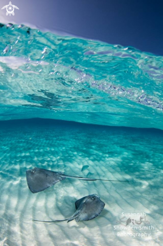 A Dasyatis americana | Southern Stingrays