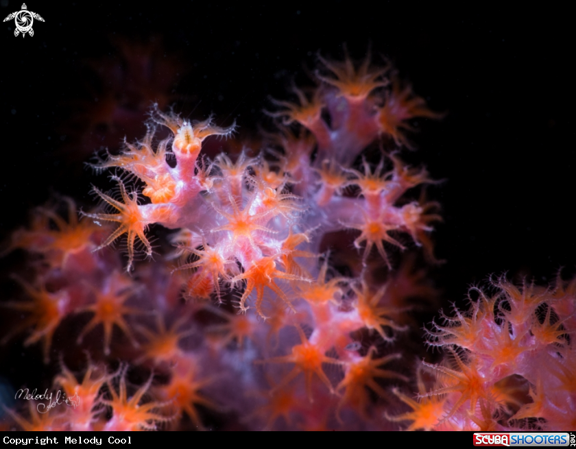 A soft coral 