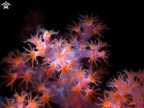A soft coral 