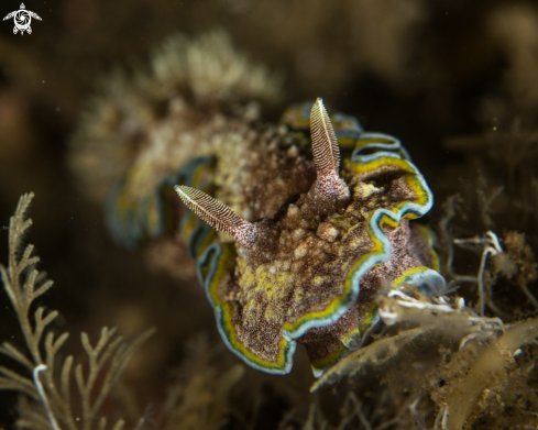 A Glossodoris cincta