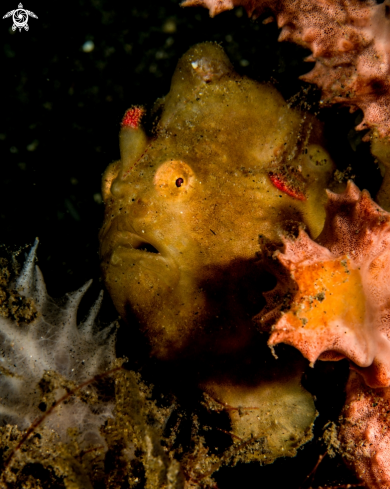 A Antennarius randalli | Randall's frogfish