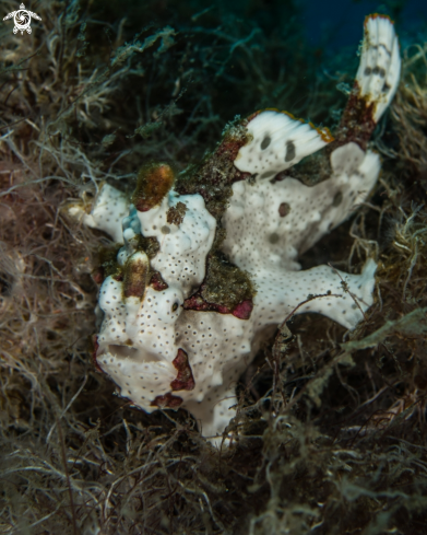 A Antennarius maculatura | Warty frogfish