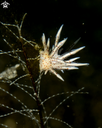 A Eubranchus sp., | Eubranchus sp.,