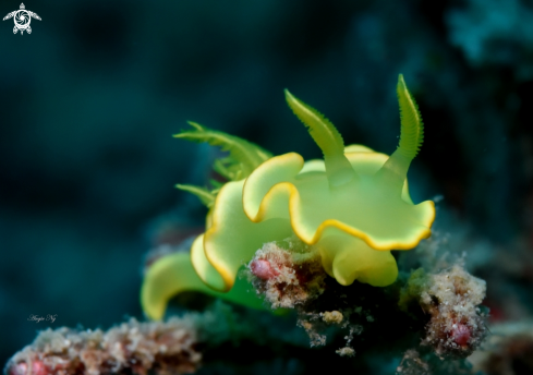 A Glossodoris pallida