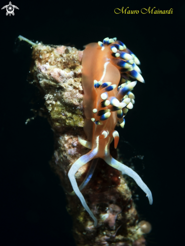 A Nudibranch