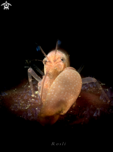 A Snapping Shrimp