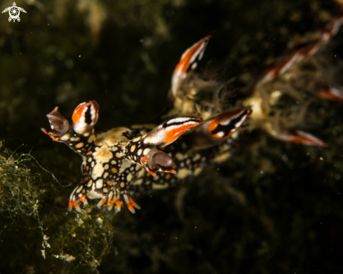 A Bornella anguilla | Bornella anguilla