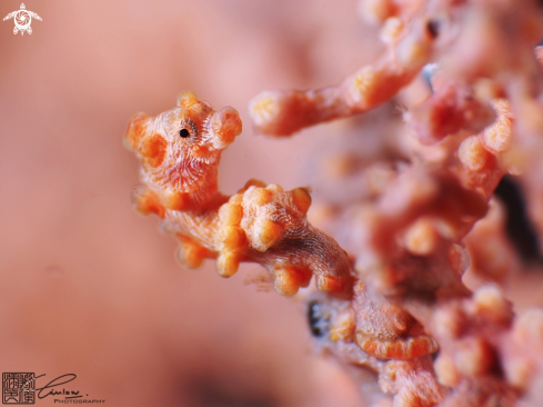 A Hippocampus bargibanti | Pygmy seahorse