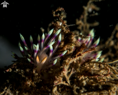 A Flabellina exoptata | Flabellina exoptata