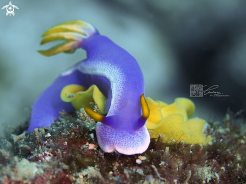 A Hypselodoris apolegma