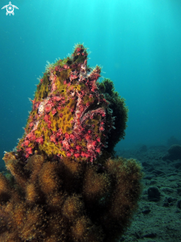 A Antennarius Commerson | Giant Frogfish