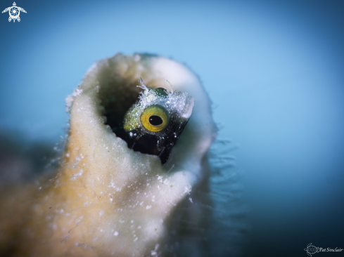 A rough head blenny