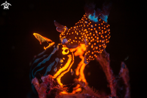 A Nudibranch