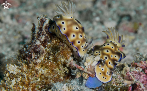 A Nudibrach