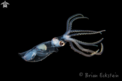 A Sharpear enope squid