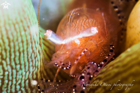 A anemone shrimp