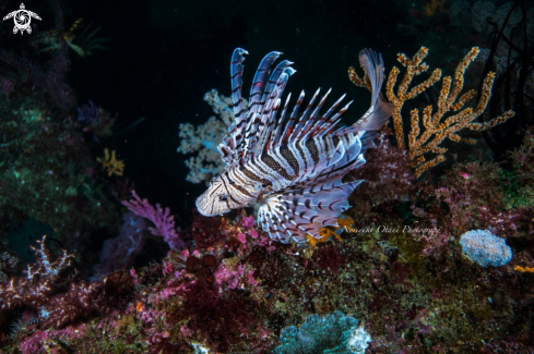 A Pterois lunulata  Temminck & Schlegel, 1843 | Luna lion fish