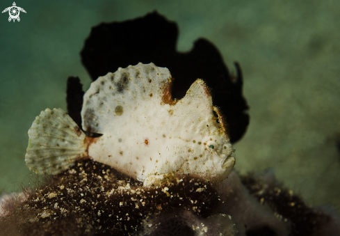 A Jaw fish