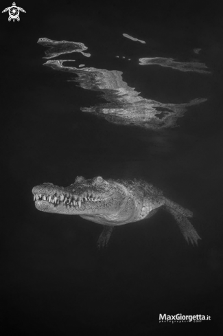 A crocodille