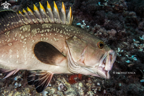 A Epinephelus marginatus | Cernia bruna che sbadiglia!