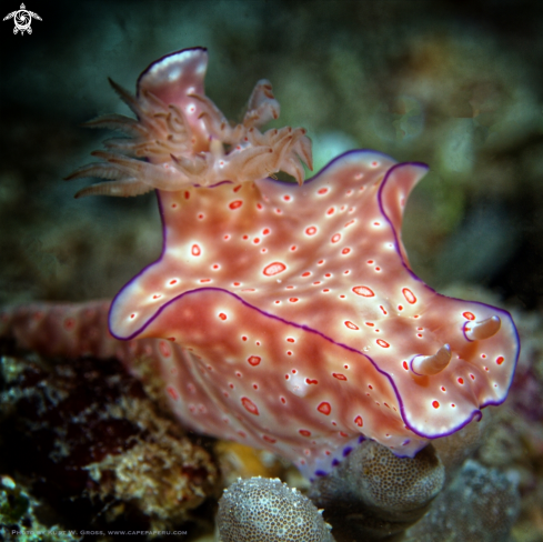 A Nudibranche