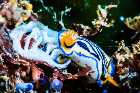 A Hypselodoris maritima (Baba, 1949)  | Nudibranch