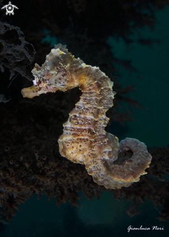 A Hippocampus hippocampus | Ippocampo camuso