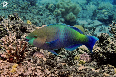A perrot fish