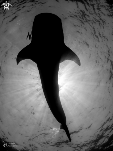 A Whale Shark