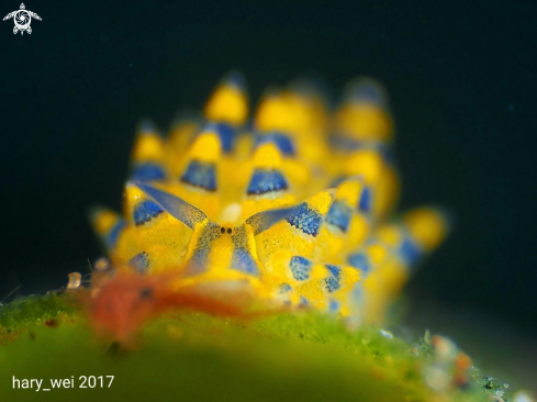 A Stiliger ornatus | Nudibranch