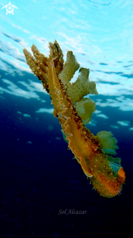 A melibe nudibranch