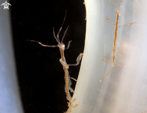 A Skeleton shrimp